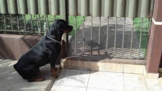 Rottweiler fazendo guarda [upl. by Yssim542]