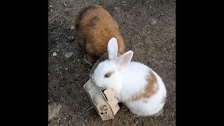 DIY bunny fouragebox [upl. by Nysilla]