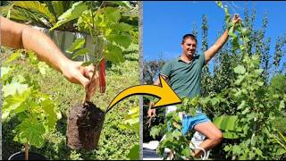 how to grow seedless grape plants at home part 2 When planting vine cuttings in containers [upl. by Solita]