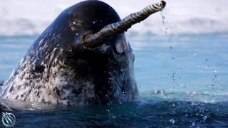 NARWHAL ─ The Jedi of The Sea Narwhal vs Orcas Polar Bears and Humans [upl. by Sisi948]