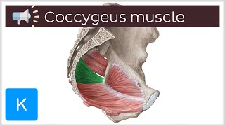 Coccygeus muscle  Anatomical Terms Pronunciation by Kenhub [upl. by Bittner]