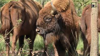 Wisent European bison De Maashorst in UHD 4K 20170904 Natuurkanaal [upl. by Garges132]