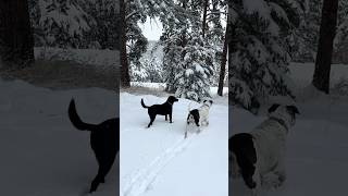 After 5 days the snow finally stops colorado mountains labrador snow puppies storm [upl. by Shumway]