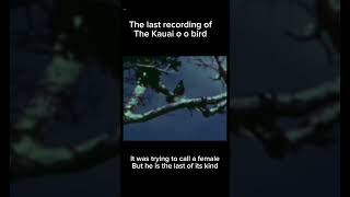 Last footage of Kauai o o bird before extinction bird kauaibird shorts [upl. by Tarkany261]