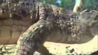 INTERIOR CROCODILE ALLIGATOR Song [upl. by Dell]