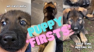 German Shepherd Puppy Experiences Many Firsts [upl. by Aeet]