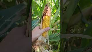 Corn with Buckwheat Interseed September 25 2024 FRESH STARTS FARM 🚜 [upl. by Younglove328]