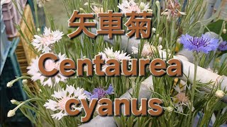 矢車菊 Centaurea cyanus [upl. by Adnhoj711]