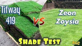 Bermuda Grass VS Zoysia Grass In Shade Test [upl. by Curson519]