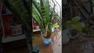 Snake plant decor idea  nature  viral short [upl. by Eibbil]