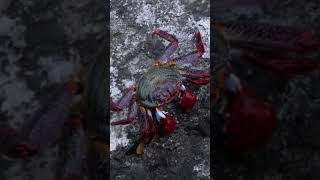 nature  crab  Animal  animal  forest  beautiful scenery  relaxing CLIP  PT2 EP4 🦀🏞️🌄🤩😍🥰❤️💕 [upl. by Perpetua944]