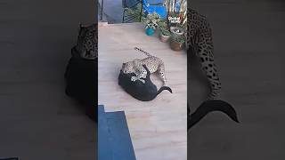 Leopard attacks pet dog at Indian forest ecolodge harrowing video shows [upl. by Notsyrb]