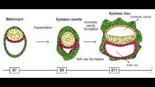 Formation of the Amniotic cavity  Amniotic fluid  Amniotic membrane [upl. by Setarcos]