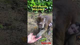 Feeding wild Monkey’s 🐒Bilar Bohol 🇵🇭vlog travel nature filipiny monkey bohol philippines [upl. by Lewellen]