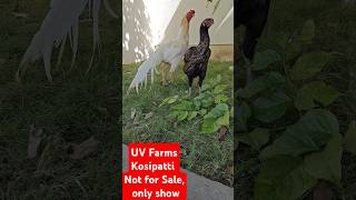 Kilimooku White and Pondram Breeding Pair Not for Sale Only Show [upl. by Ymia]