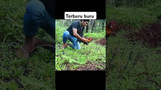 Mikat ayam hutan pikatayamhutan [upl. by Admana324]