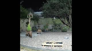 Foxes feeding in the garden at night [upl. by Leva]