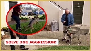 How to Solve Dog Aggression  Dog Nation [upl. by Evelinn]