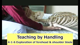 Teaching by Handling： 416 Exploration of forehead amp shoulder blade Silent [upl. by Richma]