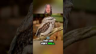 Tawny Frogmouth Weird Wildlife youtubeshorts [upl. by Gnuy]