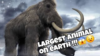 Largest Animal on the Land 🐘 😯✨️Find out whats so interesting about them [upl. by Ian]