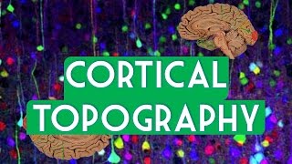 Cortical topography [upl. by Kerrie]