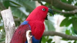 Female Eclectus Parrot Yawning and Preening [upl. by Ennayrb]