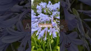 agapanthe garden naturelover shortvideo SodaCHHIM [upl. by Tnarb]