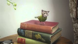 Budgiecats Singing Lessons  Freeview Cat and Budgie [upl. by Aslin]