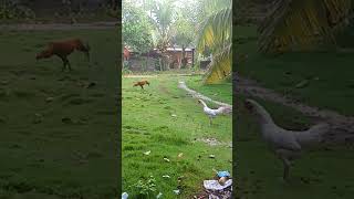 Annaas nature merdusyahdu beautiful syahdu love الحرمينالشريفين shortvideo [upl. by Ainerol827]