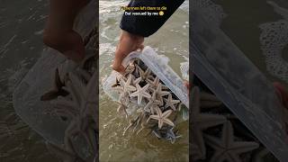 Rescue mission Over 100 Starfish safely returned to their home 🥺 [upl. by Irreg]