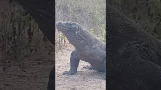 Best Moment Komodo Dragon Hunt Goat [upl. by Sandie]