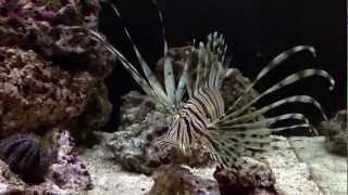 Pterois volitans HD [upl. by Oberheim]