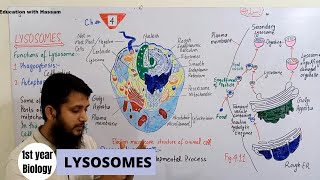 Lysosomes  structure and function of lysosomes  class 11 lec  02 [upl. by Lesna]