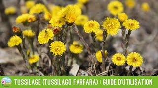 Tussilage Tussilago farfara  guide dutilisation et précautions [upl. by Cirda]