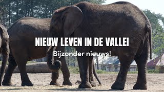 Aflevering 1  Nieuw Leven in de Vallei  Bijzonder nieuws [upl. by Sweyn]