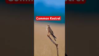 Common Kestrelfalcon birds wildlife [upl. by Pasadis]