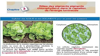 Chapitre 3  Rôles des pigments chlorophylliens dans la captation de lénergie lumineuse svt 1 bac [upl. by Martinez619]