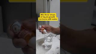 Propagating Lemongrass using liquid Growth hormone garden [upl. by Yllet518]