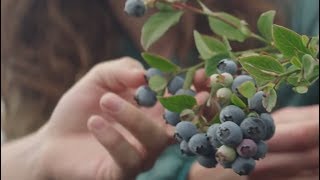 Driscoll’s Blueberries  Pursuit of Flavor [upl. by Yennep]