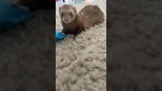 Poutpouuuuuuts 🥰🥰🫶🏻 furet furets ferret ferrets poutpout funnyvideos funnyshorts [upl. by Waterer]