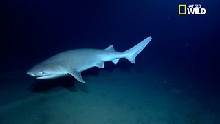 Rencontre surprise avec un requin griset [upl. by Fennie]