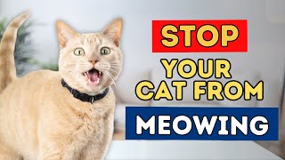 How To Stop Your Cat From Meowing and Yowling [upl. by Elburt]