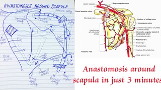 How to Draw Anastomosis around scapula in just 3 MINUTES  Medical Medics [upl. by Anwahsat899]