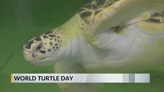 World Turtle Day celebrates species efforts to help endangered animal [upl. by Gearhart]