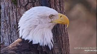 Decorah North Nest 102424 Mr North ready for his closeup [upl. by Aimek]