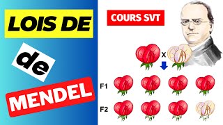 ✅SVT3ÈME  Génétique des diploïdes Lois de Mendel [upl. by Litt]