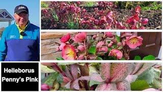 Helleborus Frostkiss™ Pennys Pink  Amazing EASY to GROW Perennial With Terrific Evergreen Foliage👍 [upl. by Tatianna14]