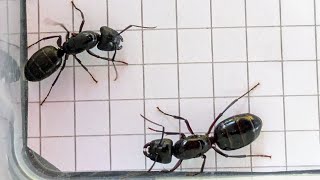 Camponotus pennsylvanicus USA vs Camponotus ligniperda Spain 12102024 [upl. by Ring]