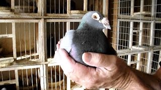 long distance racing pigeons by Joe Richir  Racing Pigeon [upl. by Billi]